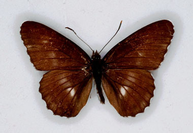 Limenitis camilla (White Admiral) aberration (Internet Image property of respective owner, non-commercial use only)